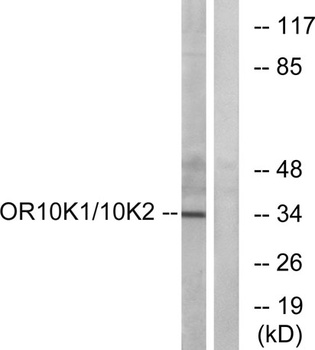 Olfactory receptor 10K1/2 rabbit pAb Antibody