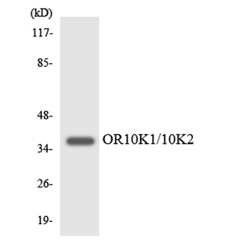 Olfactory receptor 10K1/2 rabbit pAb Antibody