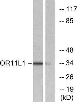 Olfactory receptor 11L1 rabbit pAb Antibody