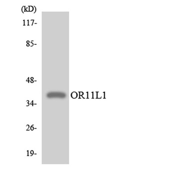 Olfactory receptor 11L1 rabbit pAb Antibody