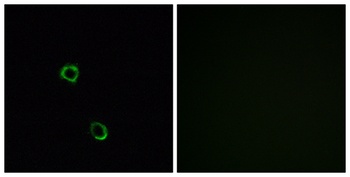 Olfactory receptor 2M2 rabbit pAb Antibody