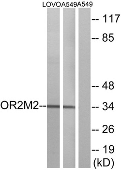 Olfactory receptor 2M2 rabbit pAb Antibody
