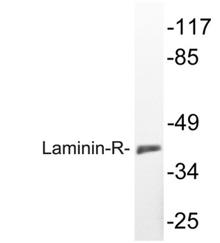 Laminin-R rabbit pAb Antibody