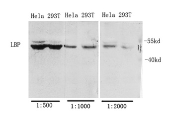 LBP rabbit pAb Antibody