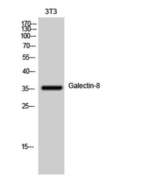 Galectin-8 rabbit pAb Antibody