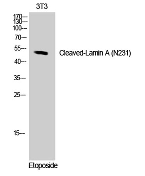 Cleaved-Lamin A (N231) rabbit pAb Antibody