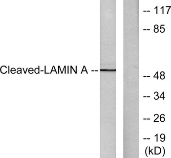 Cleaved-Lamin A (N231) rabbit pAb Antibody