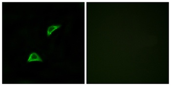 Olfactory receptor 51A4 rabbit pAb Antibody