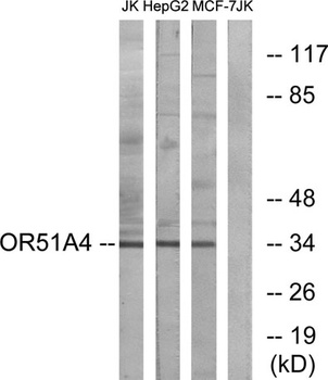 Olfactory receptor 51A4 rabbit pAb Antibody