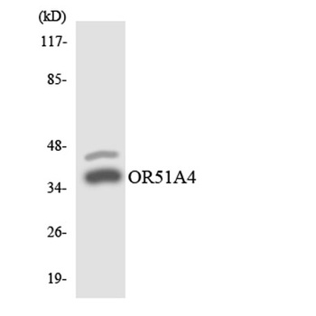 Olfactory receptor 51A4 rabbit pAb Antibody