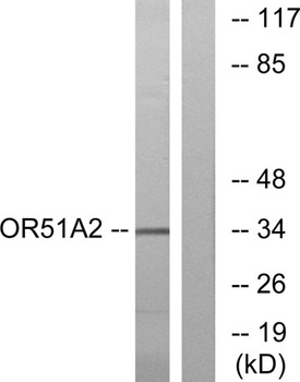 Olfactory receptor 51A2 rabbit pAb Antibody