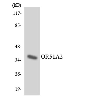 Olfactory receptor 51A2 rabbit pAb Antibody