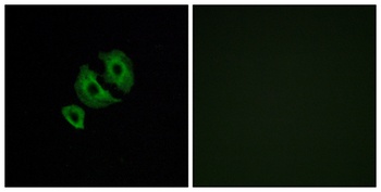 Olfactory receptor 10J6 rabbit pAb Antibody