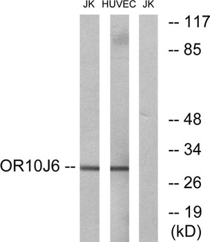 Olfactory receptor 10J6 rabbit pAb Antibody