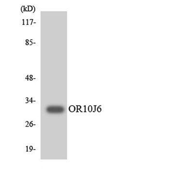 Olfactory receptor 10J6 rabbit pAb Antibody