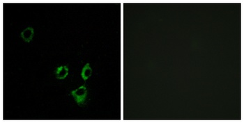 Olfactory receptor 2T5/2T29 rabbit pAb Antibody