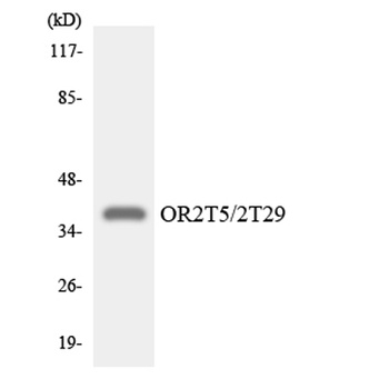 Olfactory receptor 2T5/2T29 rabbit pAb Antibody