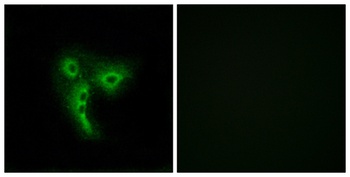Olfactory receptor 4A4/47 rabbit pAb Antibody