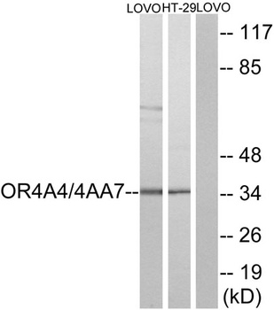 Olfactory receptor 4A4/47 rabbit pAb Antibody