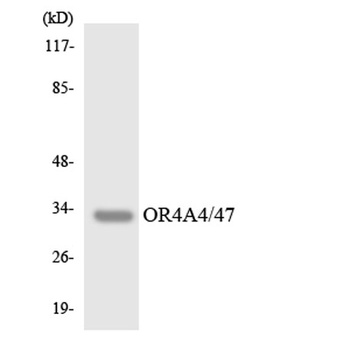 Olfactory receptor 4A4/47 rabbit pAb Antibody