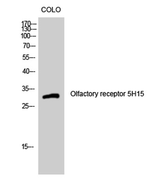 Olfactory receptor 5H15 rabbit pAb Antibody