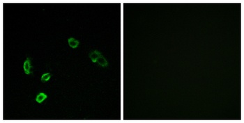 Olfactory receptor 5H15 rabbit pAb Antibody