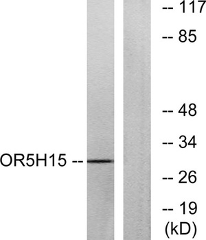 Olfactory receptor 5H15 rabbit pAb Antibody
