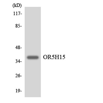 Olfactory receptor 5H15 rabbit pAb Antibody