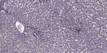 LRP1 rabbit pAb Antibody