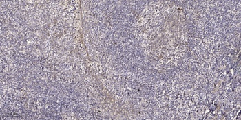 Arrestin-C rabbit pAb