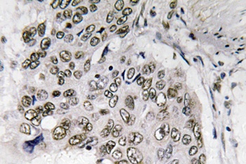 Smad6 rabbit pAb Antibody