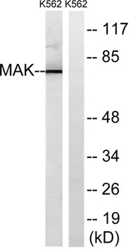 MAK rabbit pAb Antibody