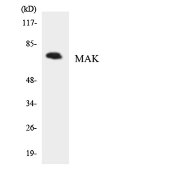 MAK rabbit pAb Antibody
