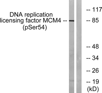MCM4 (phospho Ser54) rabbit pAb Antibody