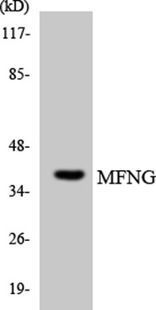 Manic Fringe rabbit pAb Antibody