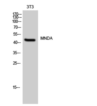 MNDA rabbit pAb Antibody