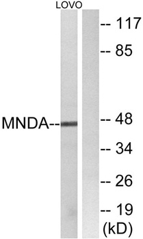MNDA rabbit pAb Antibody
