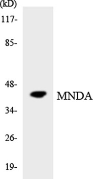 MNDA rabbit pAb Antibody