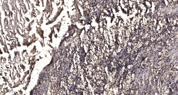 MRE11 (phospho Ser264) rabbit pAb