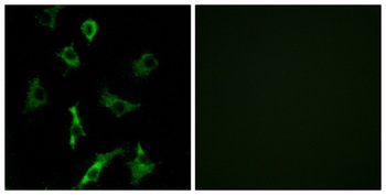 Olfactory receptor 5B3 rabbit pAb Antibody