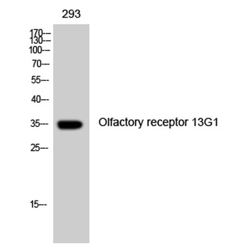 Olfactory receptor 13G1 rabbit pAb Antibody