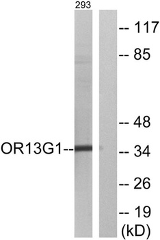 Olfactory receptor 13G1 rabbit pAb Antibody