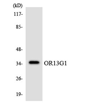 Olfactory receptor 13G1 rabbit pAb Antibody