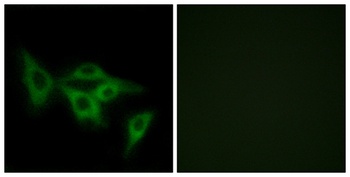 Olfactory receptor 2I1 rabbit pAb Antibody