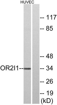 Olfactory receptor 2I1 rabbit pAb Antibody