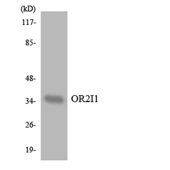 Olfactory receptor 2I1 rabbit pAb Antibody