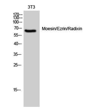 Moesin/Ezrin/Radixin rabbit pAb Antibody