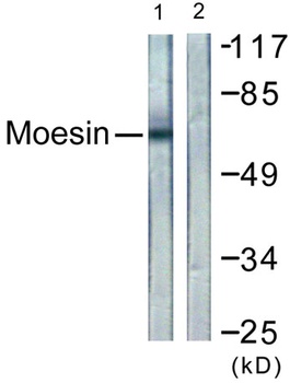 Moesin/Ezrin/Radixin rabbit pAb Antibody