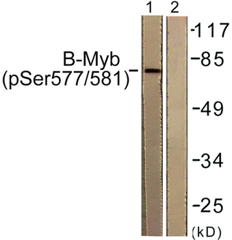 B-Myb (phospho Ser577) rabbit pAb