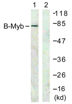 B-Myb rabbit pAb
